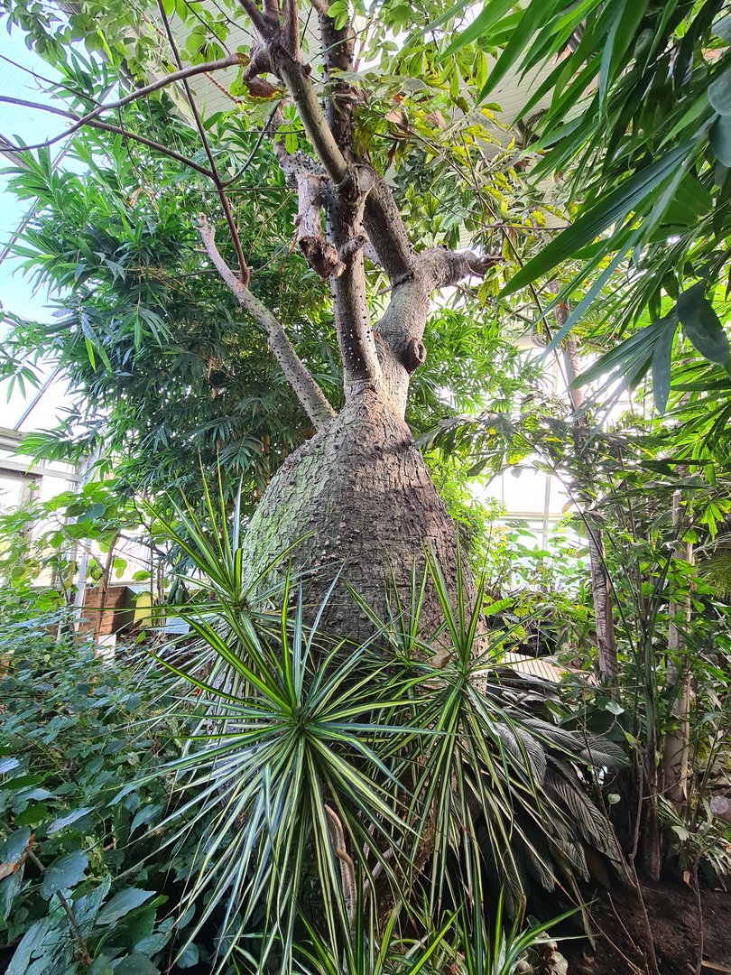 First greenhouse - fat tree