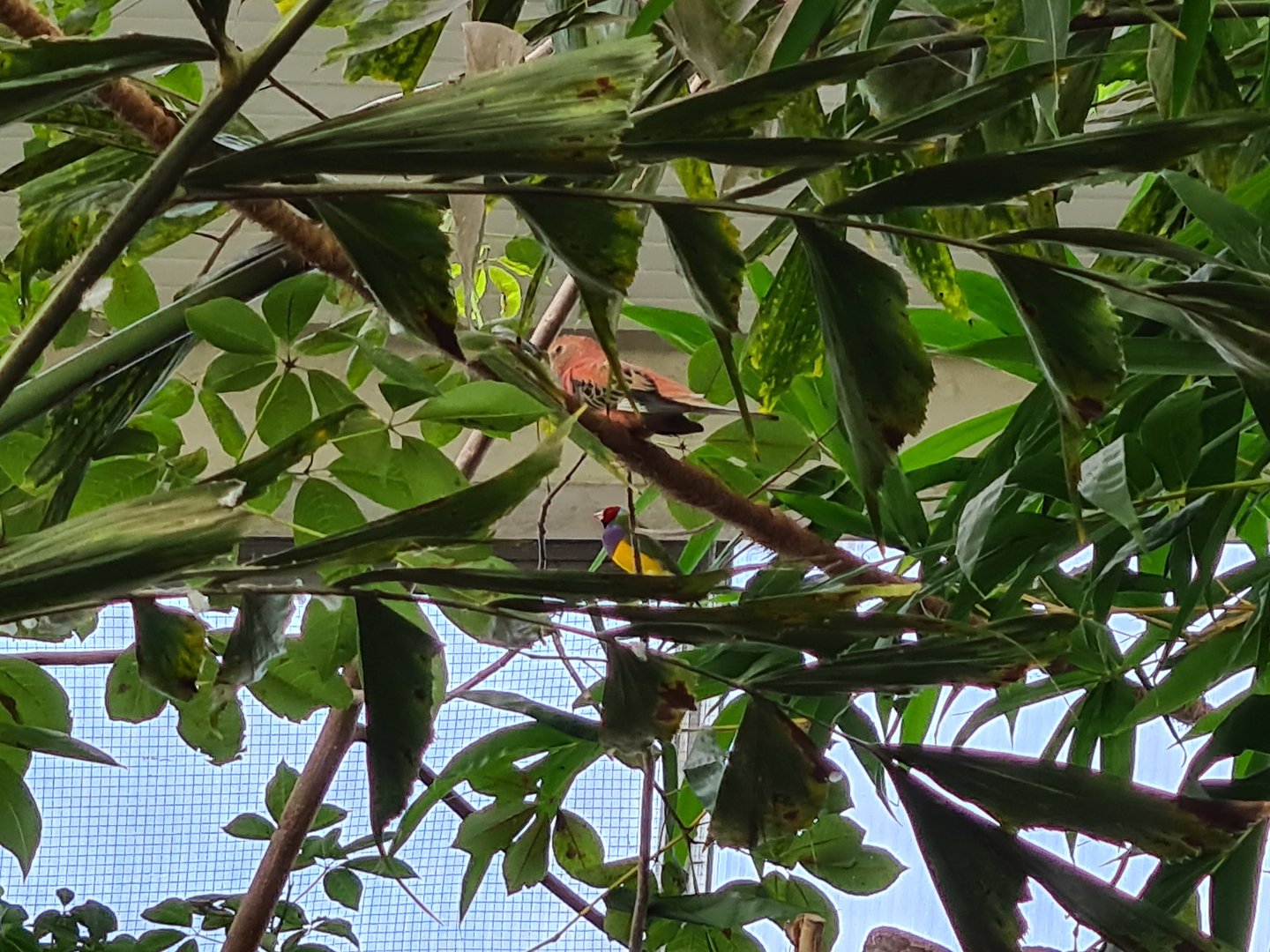 First greenhouse - Free-roamers