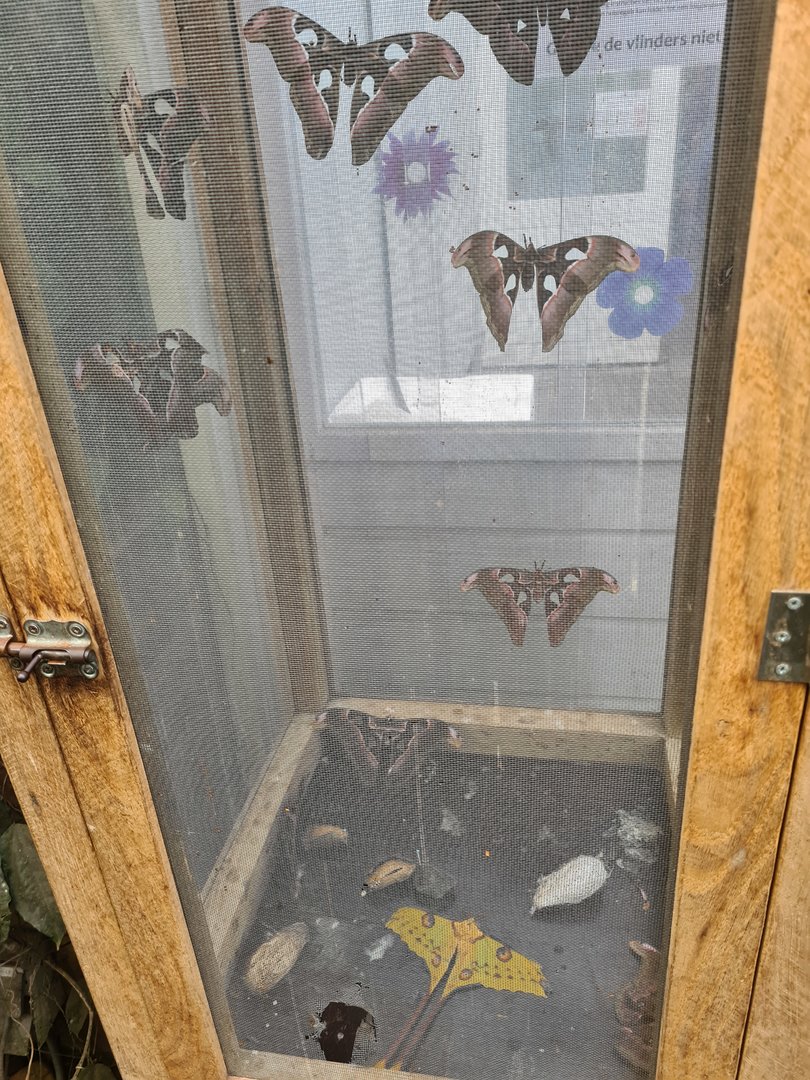 First greenhouse - Giant moth enclosure