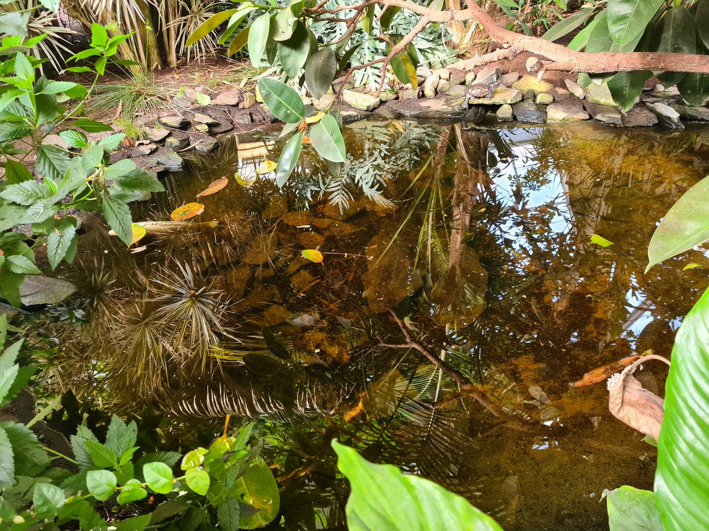 First greenhouse - Koi pond