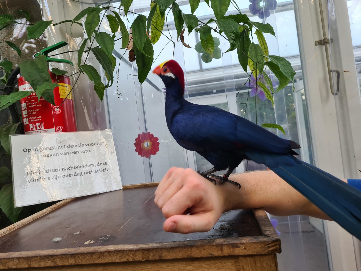 First greenhouse - Violet turaco