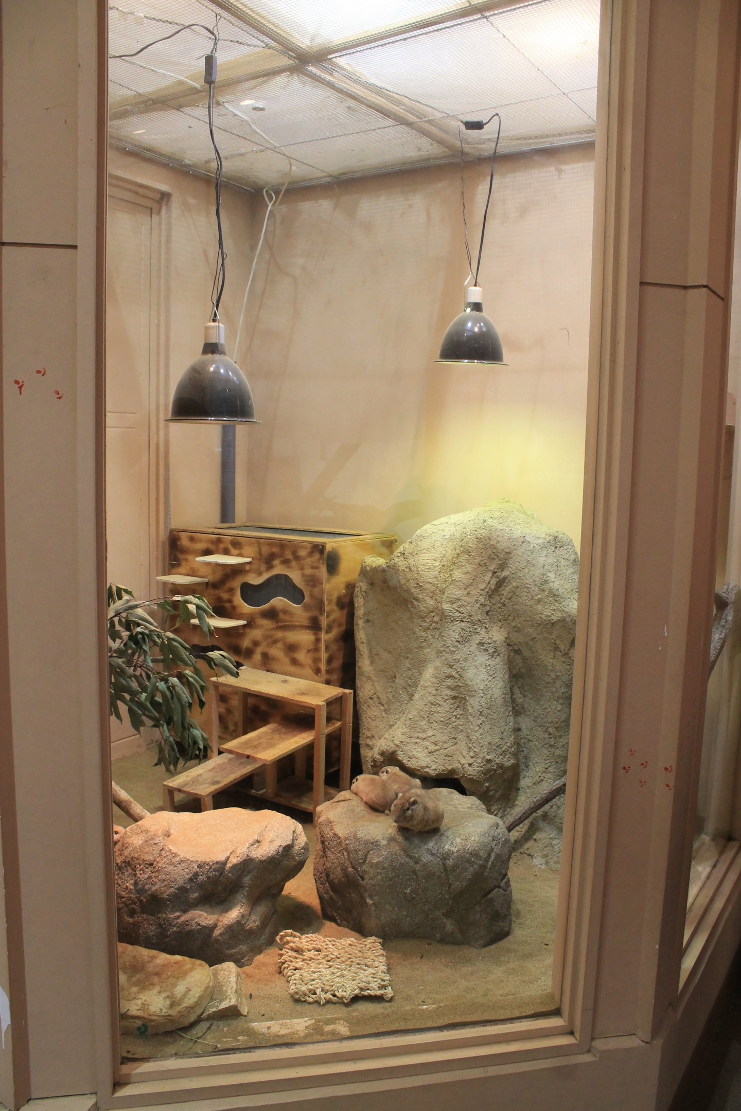 First Gundi enclosure - Saitama Childrens Zoo