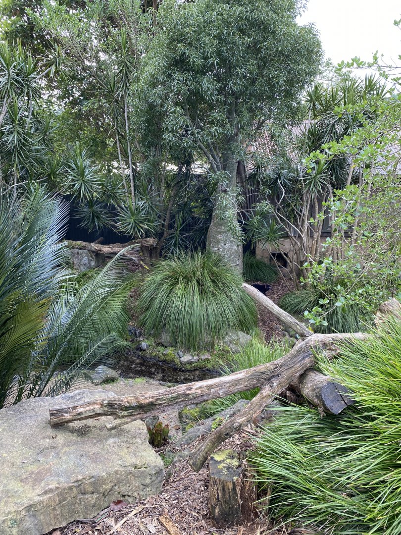 First half of Tasmanian Devil enclosure