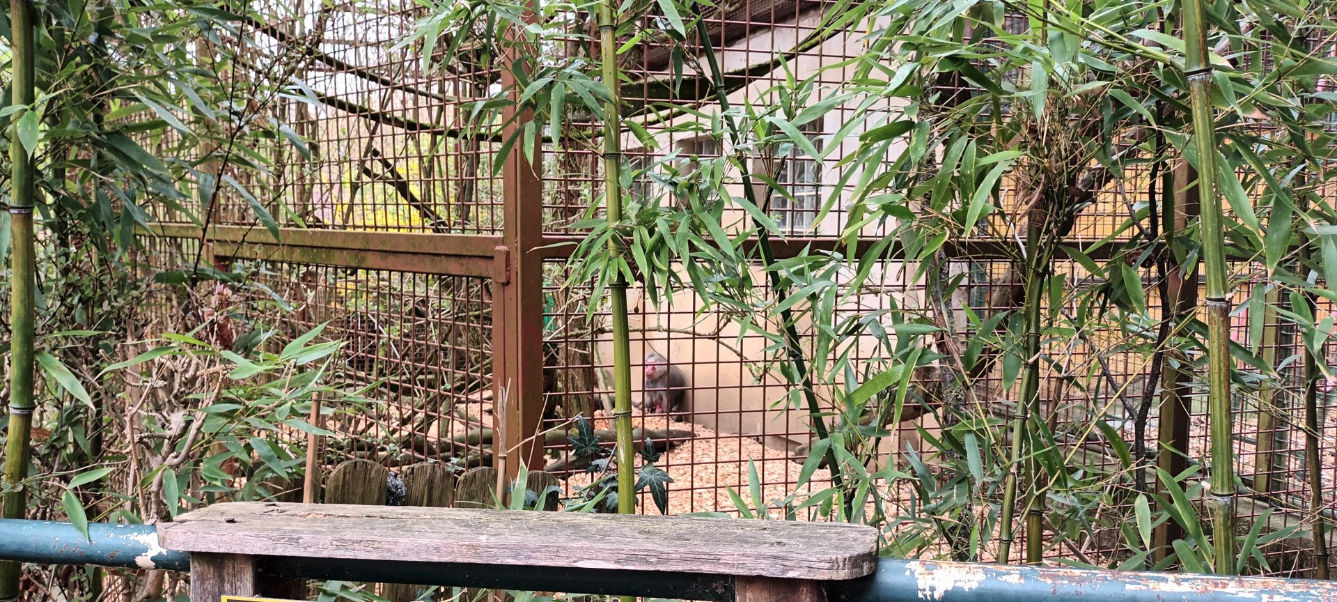First Hamadryas Baboon Enclosure