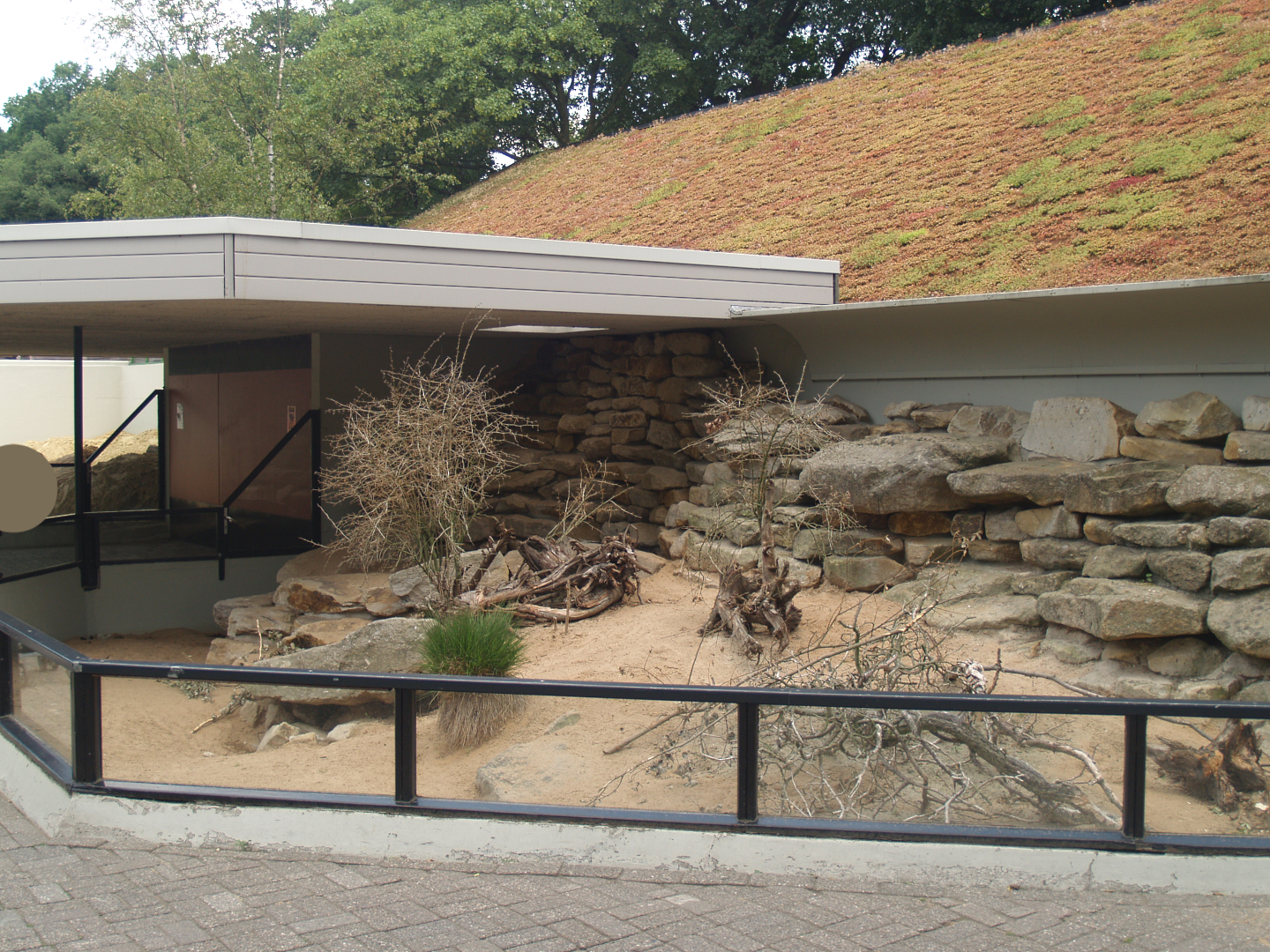 First Indian crested porcupine exhibit, 2006-07-08