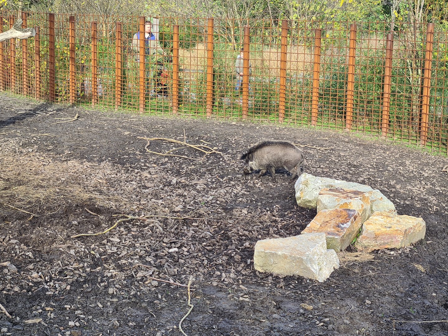 First Indian Rhinoceros enclosure - Visayan warty pig