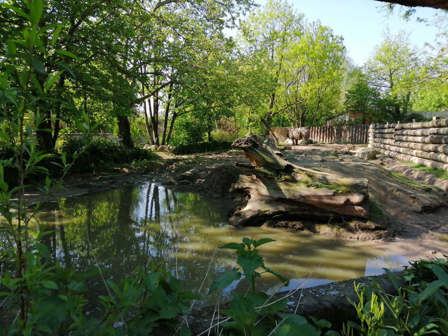 First Indian Rhinoceros Exhibit
