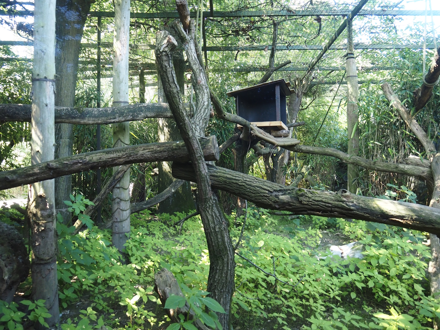 First Indochinese clouded leopard exhibit, 2024-06-08