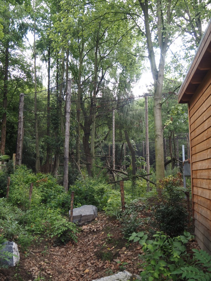 First Indochinese clouded leopard exhibit, 2025-08-03