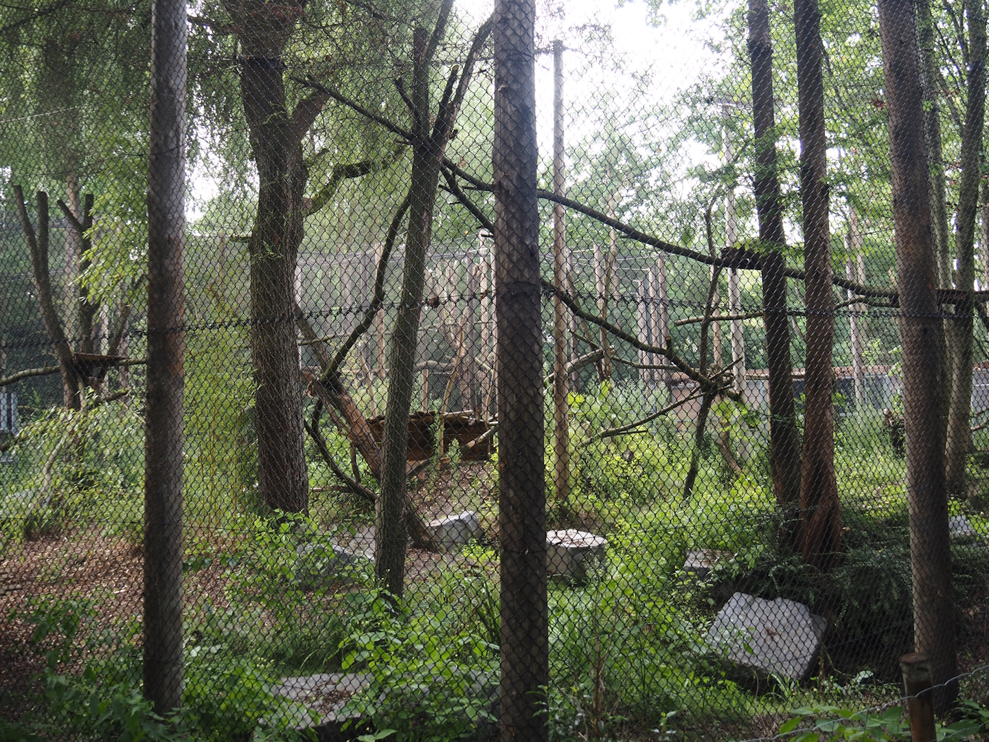 First Indochinese clouded leopard exhibit, 2025-08-03