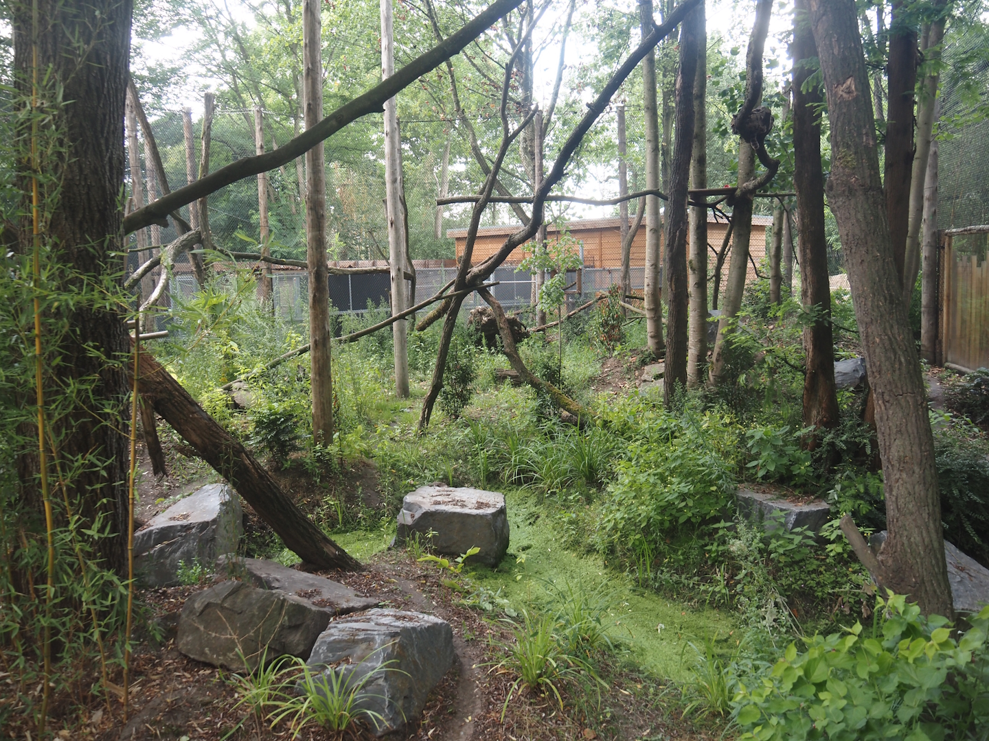 First Indochinese clouded leopard exhibit, 2025-08-03