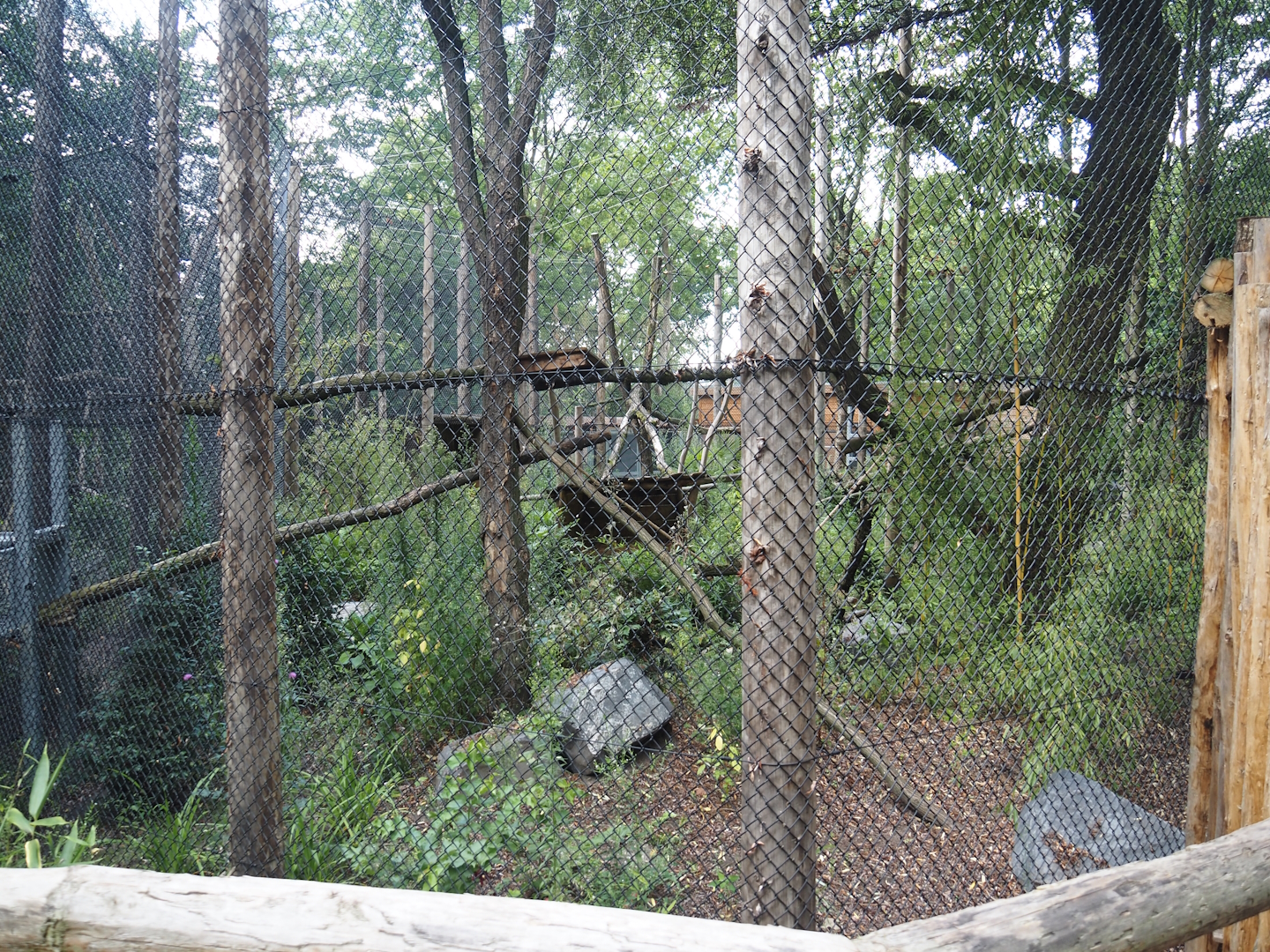 First Indochinese clouded leopard exhibit, 2025-08-03