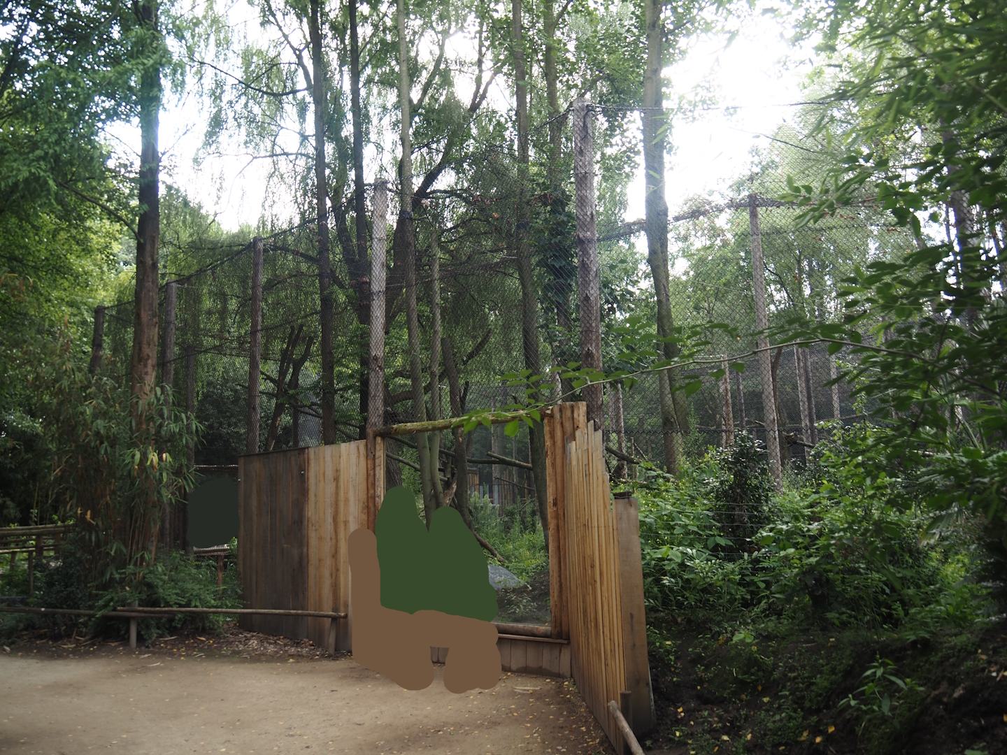 First Indochinese clouded leopard exhibit and viewing window, 2025-08-03