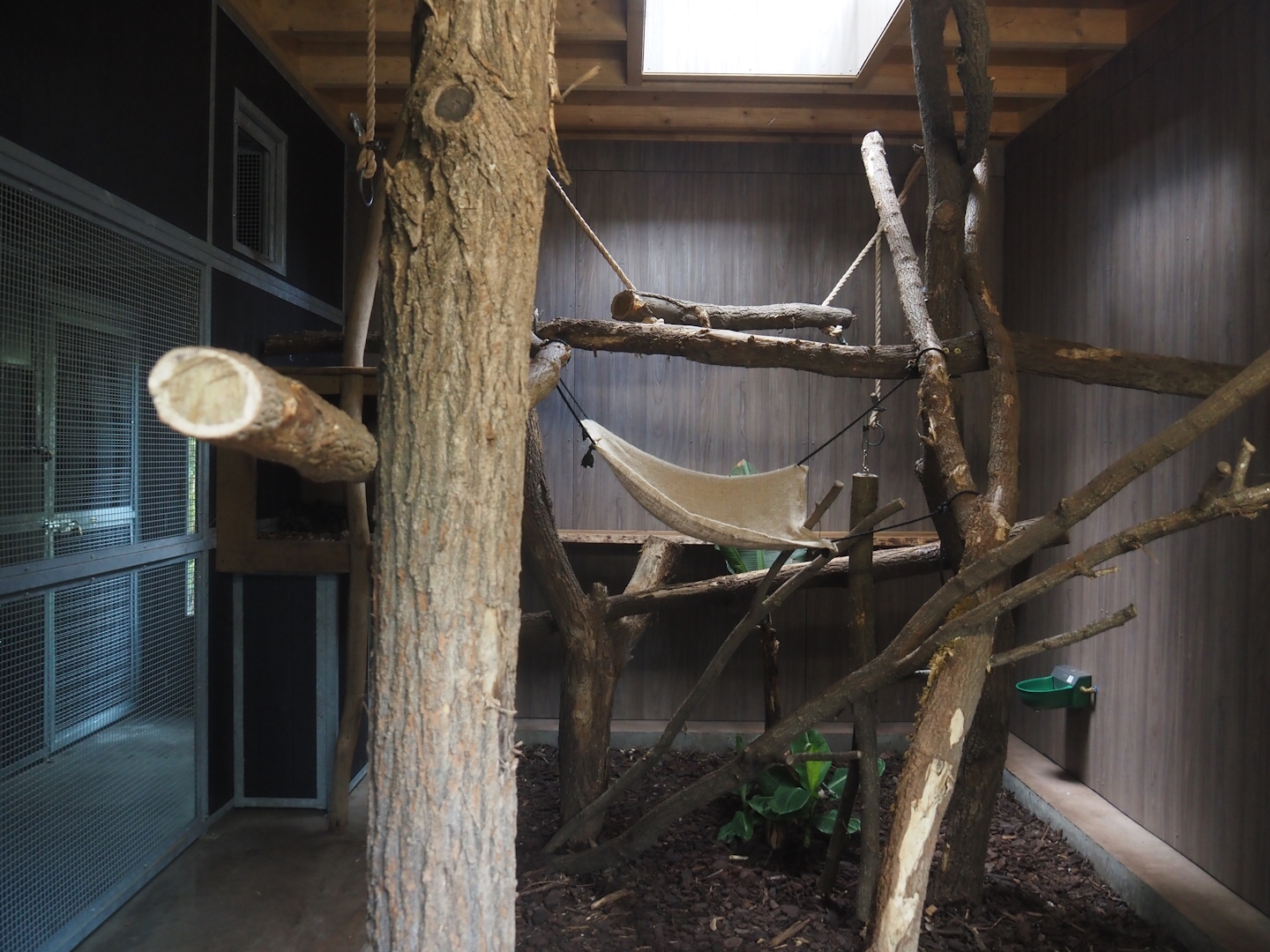 First Indochinese clouded leopard indoor exhibit, 2025-08-03