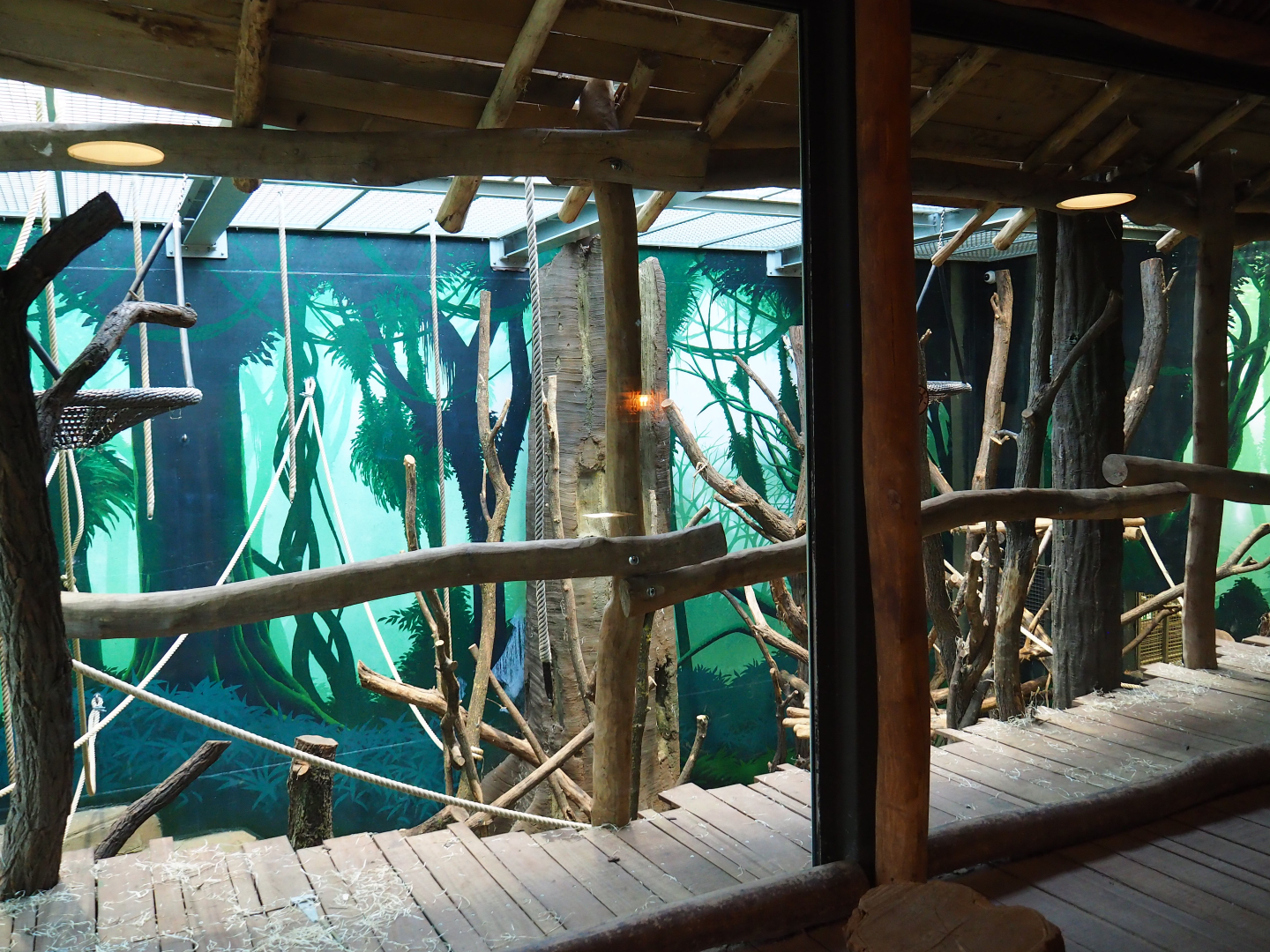 First indoor bonobo exhibit, 2020-01-11