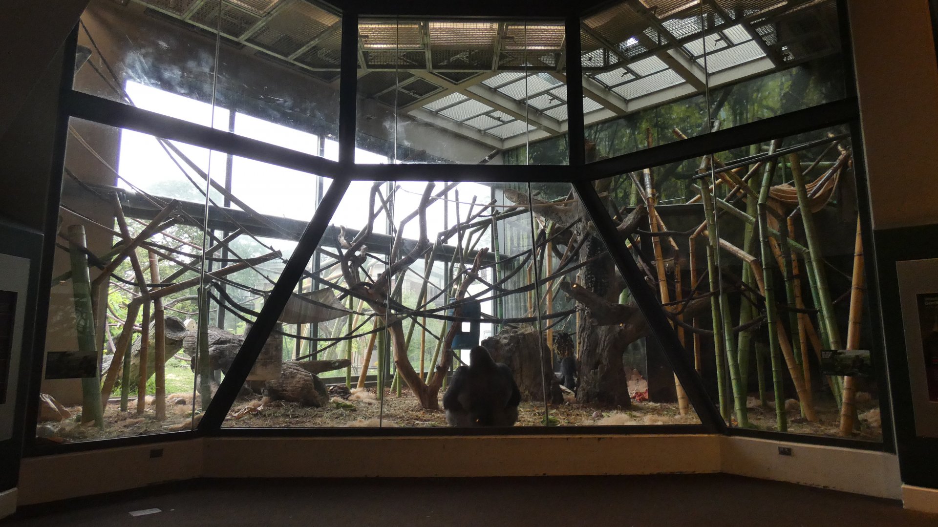 First Indoor Exhibit, Center For African Apes - July 2021