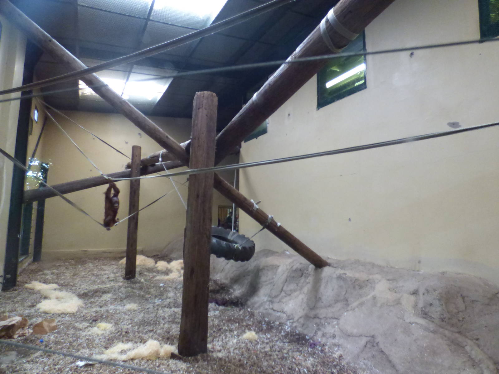 First Indoor Orang Enclosure