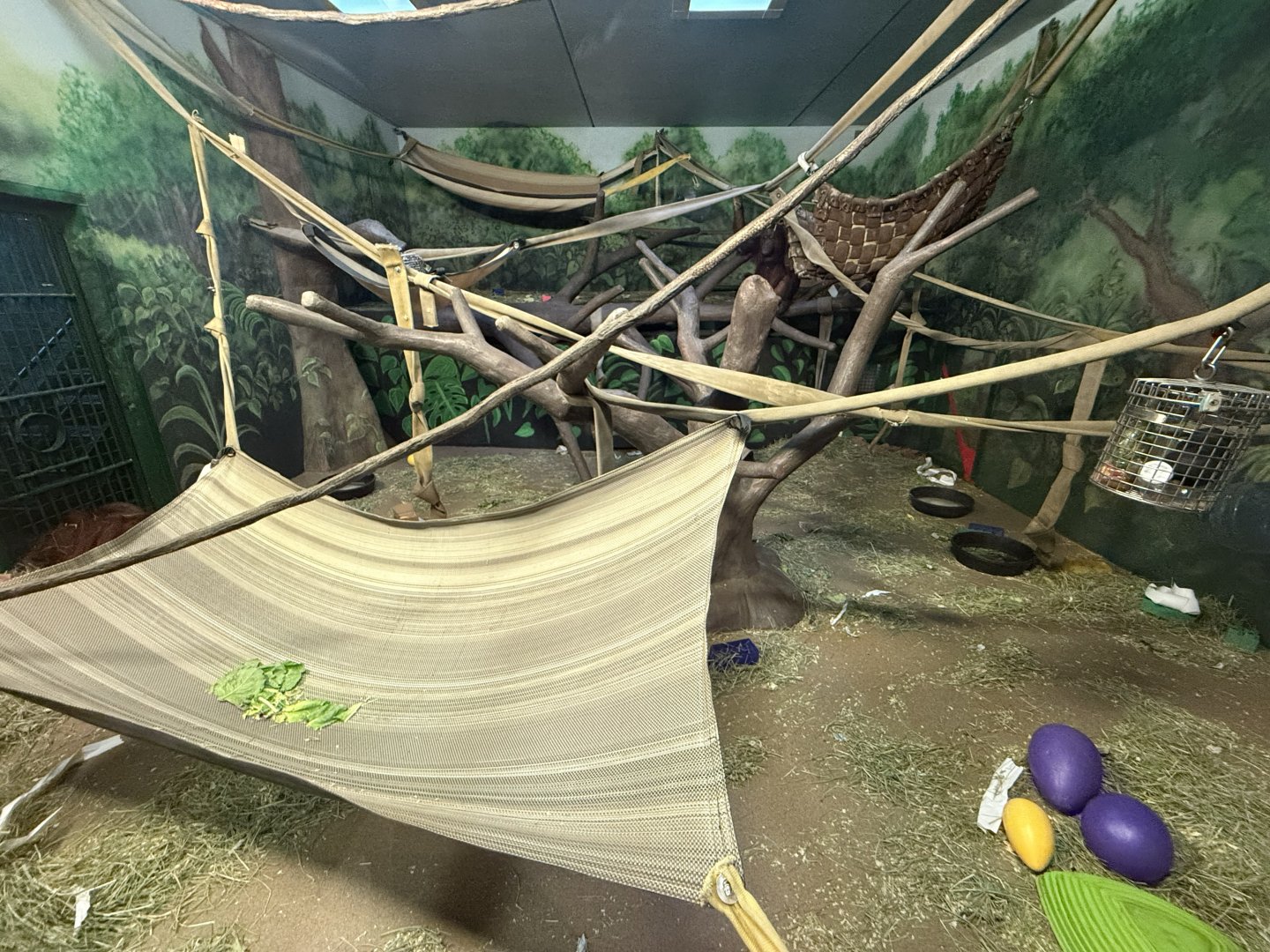 First Indoor Orangutan Habitat - Great Apes