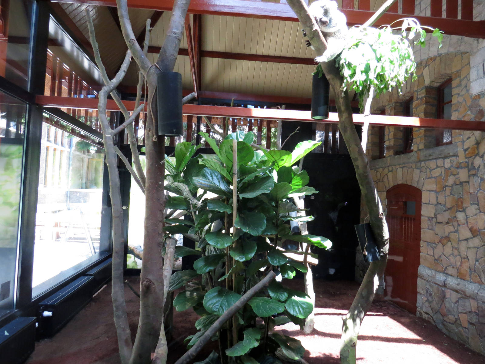 First koala enclosure, June 2015