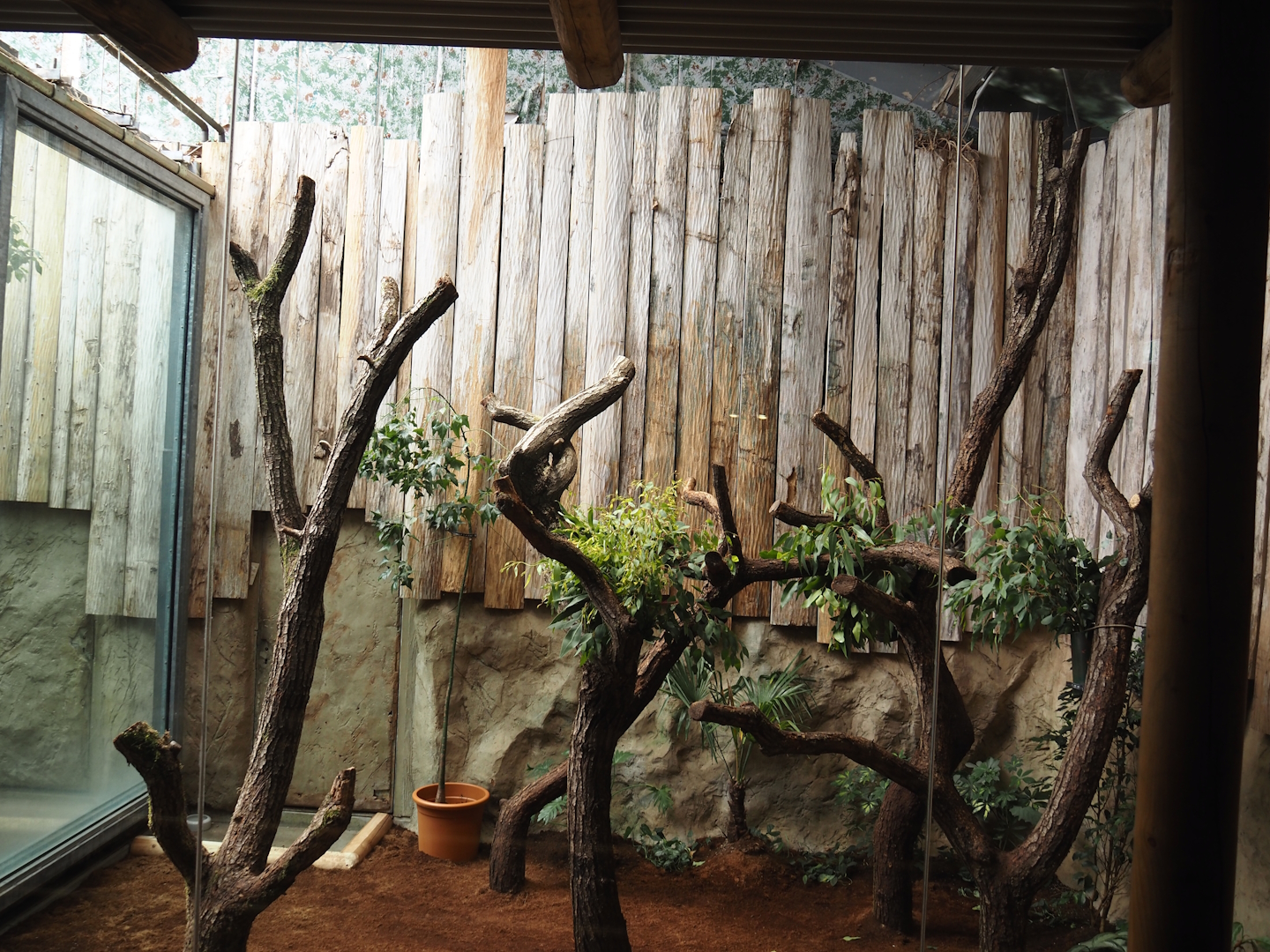 First koala exhibit, 2024-06-08