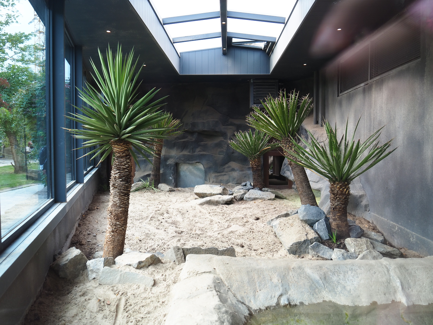 First Komodo dragon exhibit, 2019-10-04