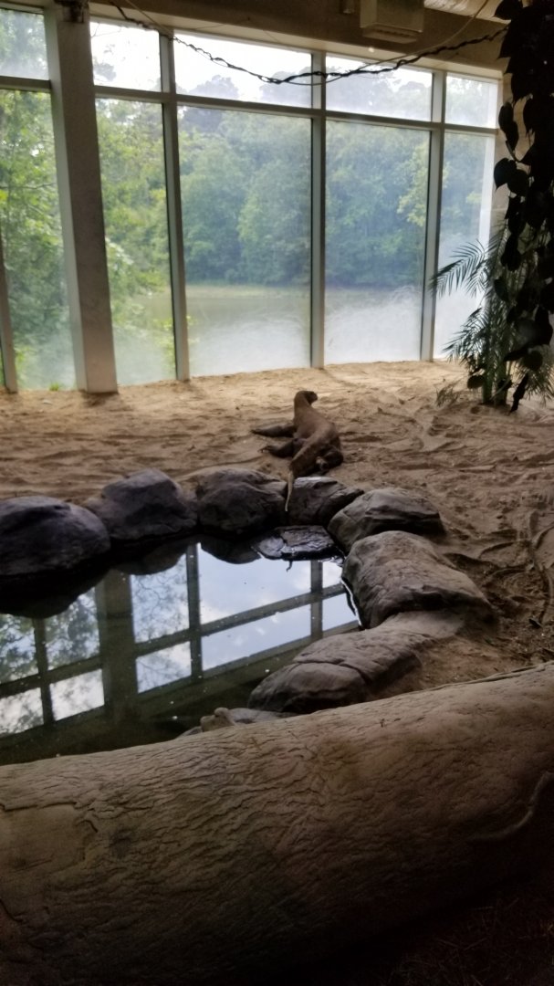 First Komodo exhibit