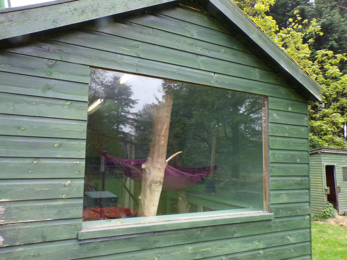 First lar gibbon enclosure indoors 7.5.23