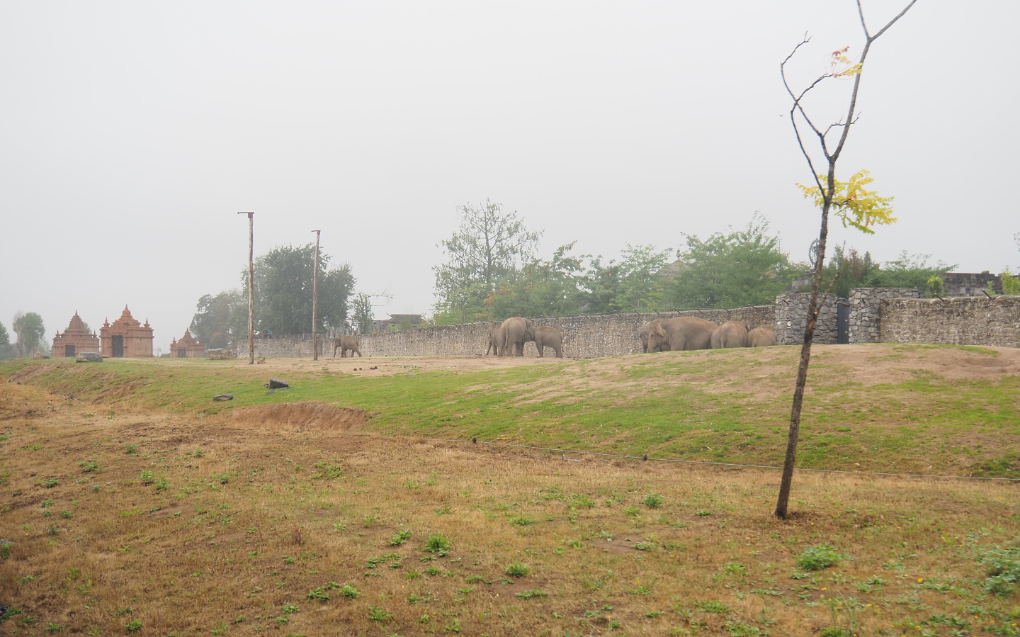 First large Asian elephant paddock seen from the train, 2022-09-14