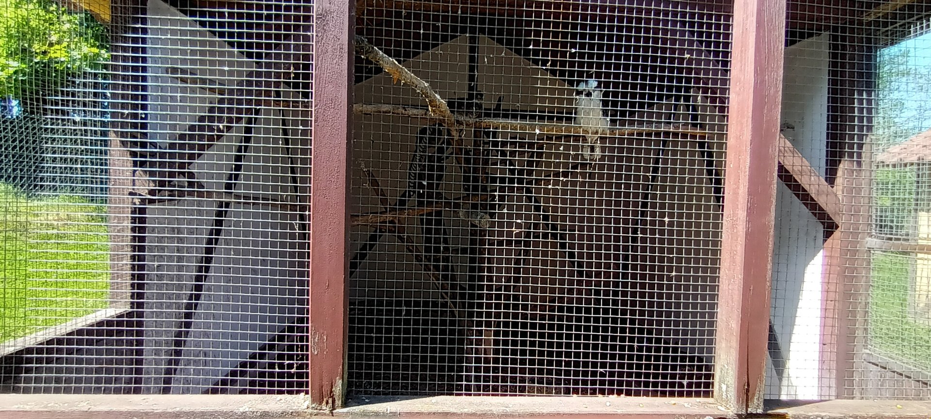 First Laughing Kookaburra and Ring necked Pheasant Aviary