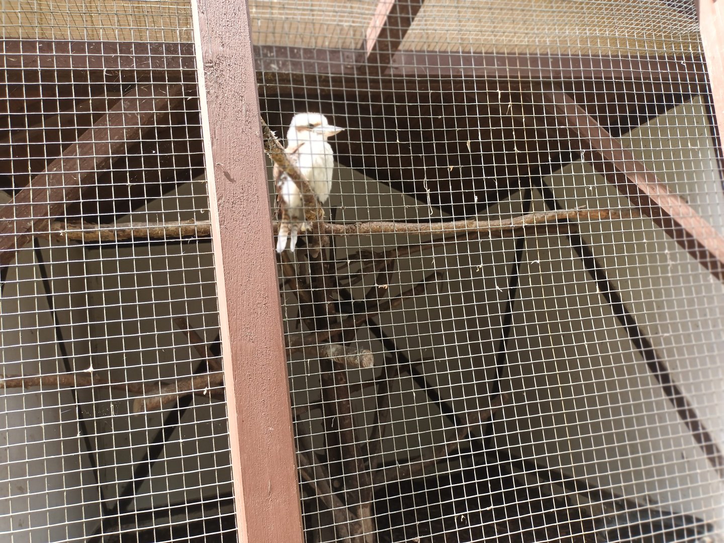 First Laughing Kookaburra Aviary