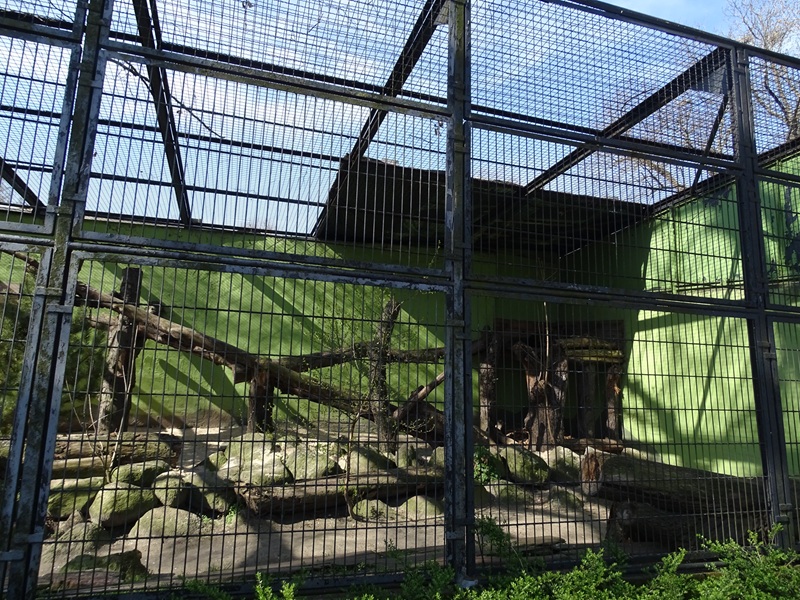 First leopard enclosure