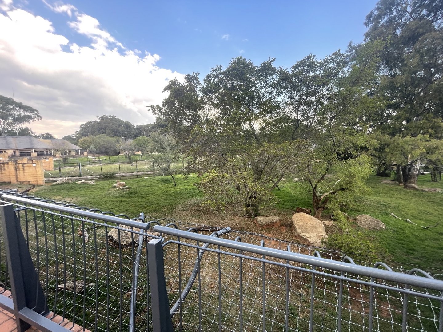 First Lion Enclosure (Panthera leo)