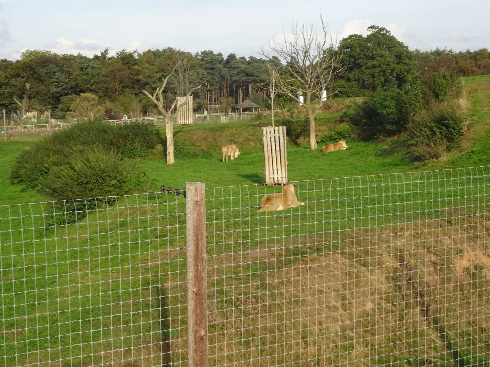 First Lion Exhibit at Yorkshire Wildlife Park