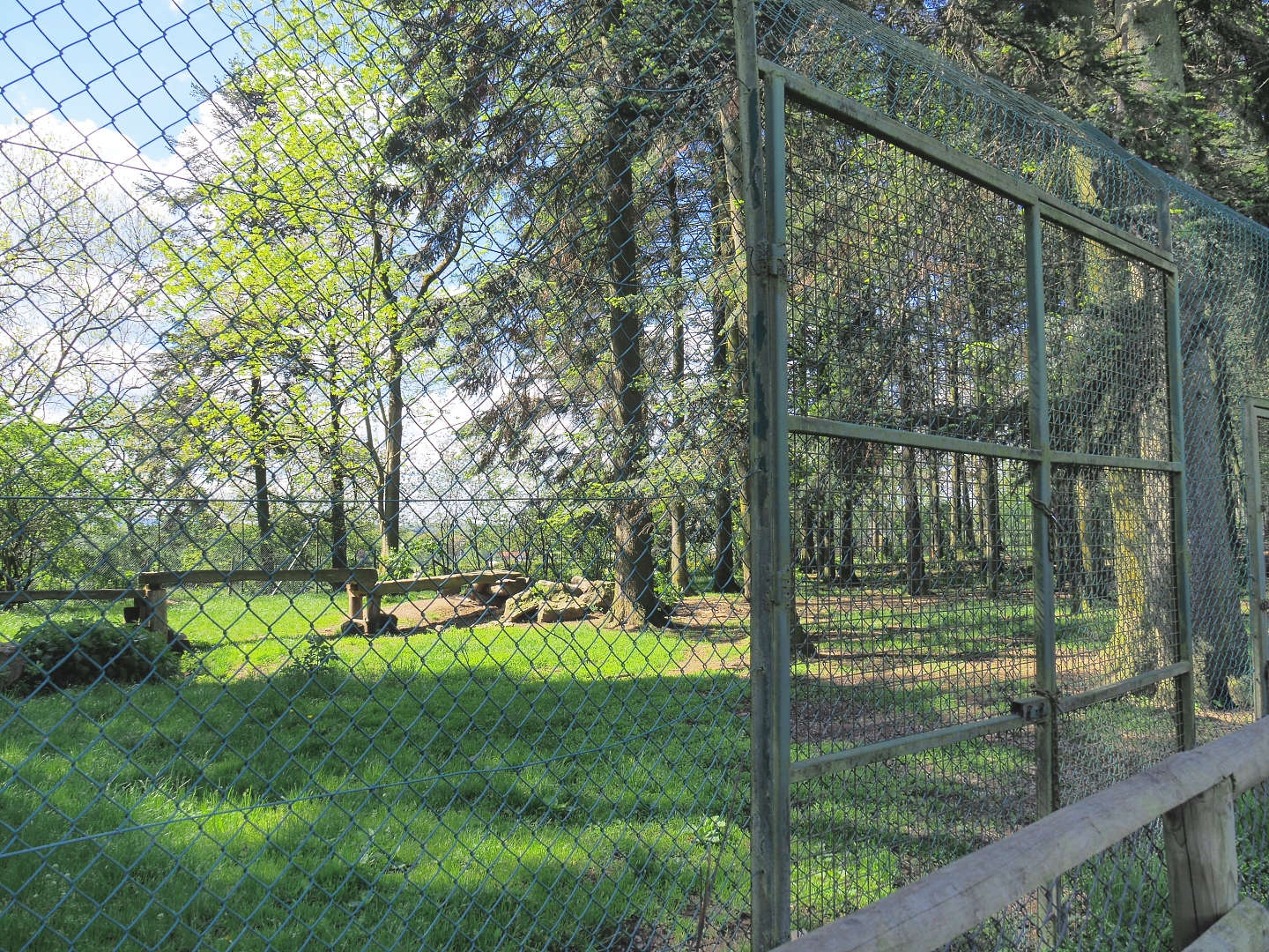 First Mackenzie Valley wolf exhibit, 2021-05-29