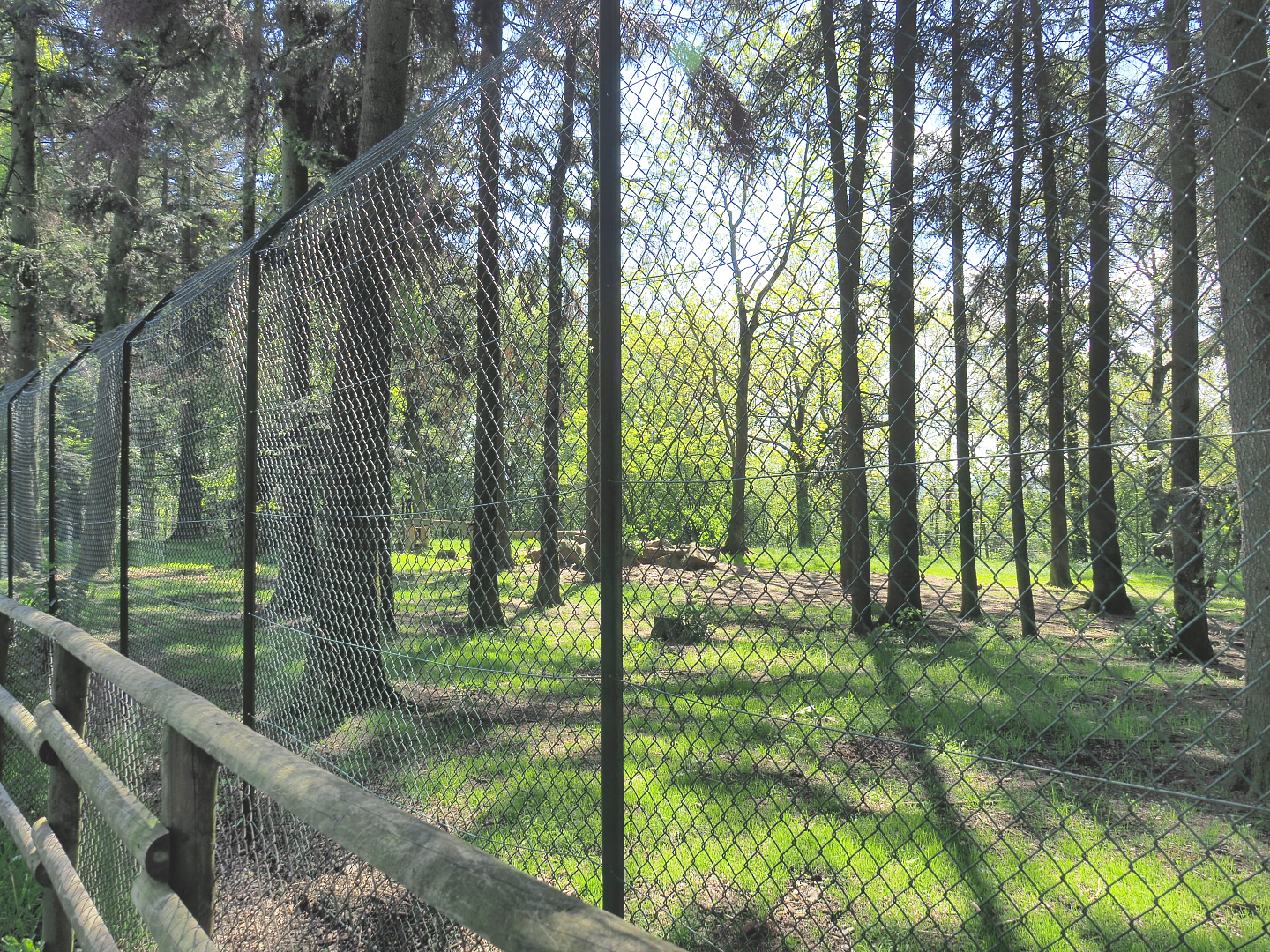 First Mackenzie Valley wolf exhibit, 2021-05-29