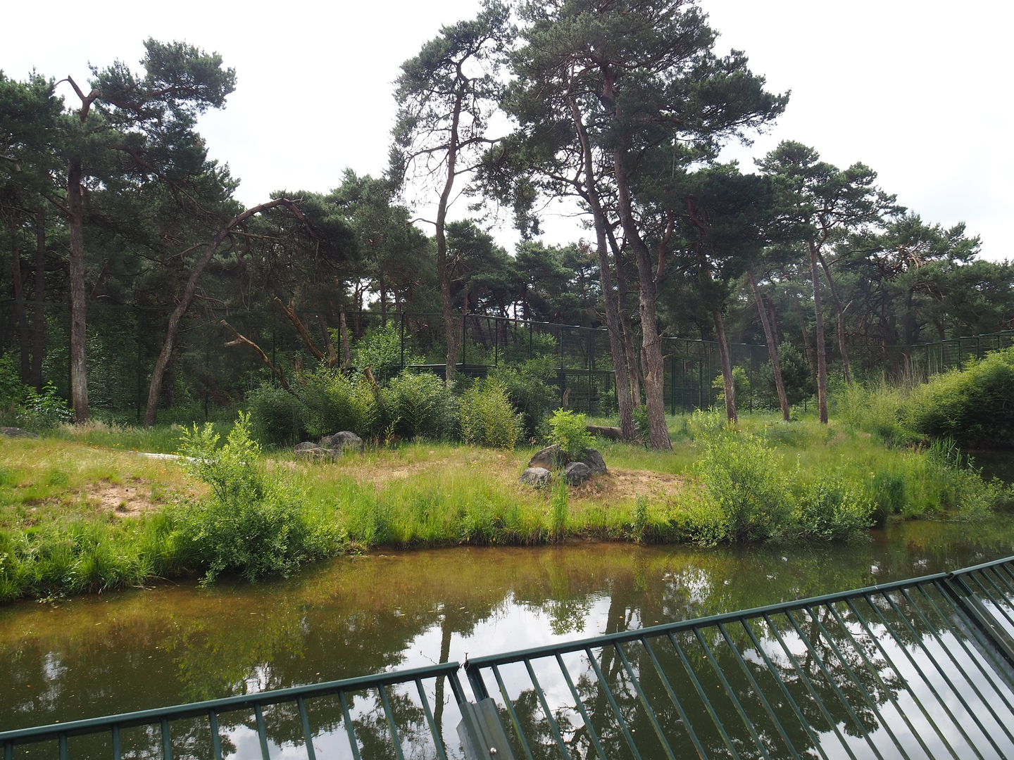 First main Amur tiger exhibit, 2022-06-12