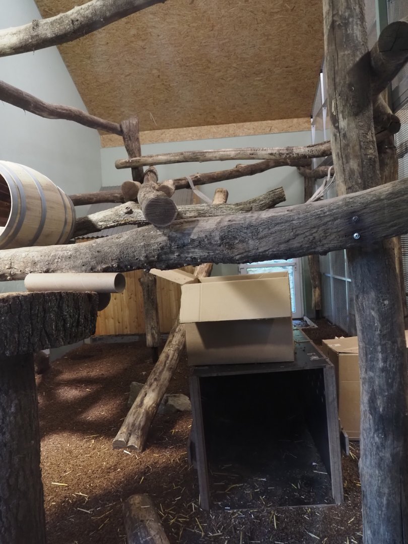 First Malayan binturong indoor exhibit, 2024-06-08