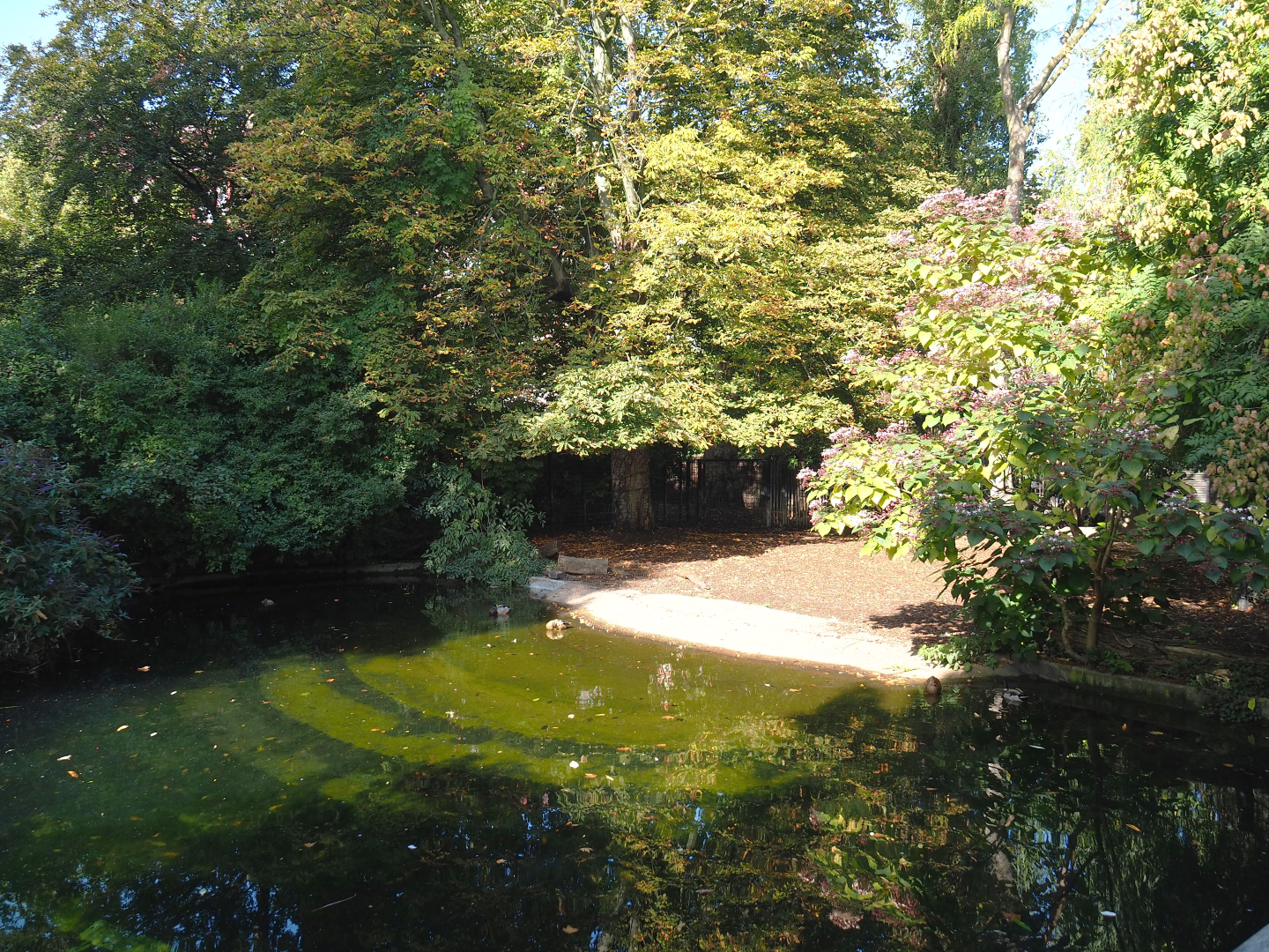 First Malayan tapir paddock, 2020-09-20