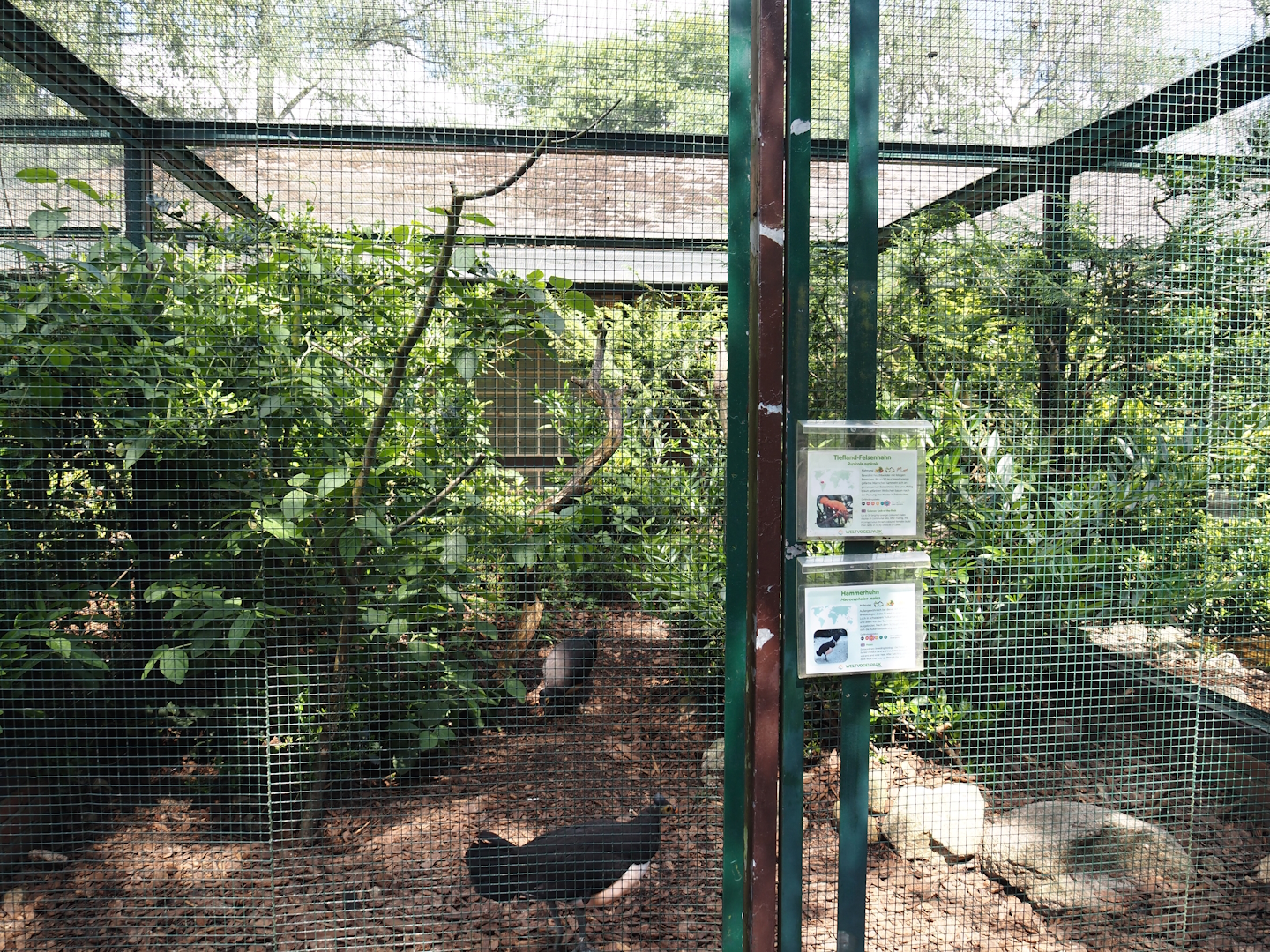 First Maleo and Guianan cock-of-the-rock aviary in the Fasanerie, 2024-05-23