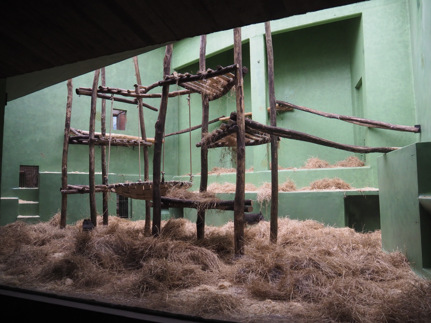 First Mandrill indoor exhibit, 2020-05-24