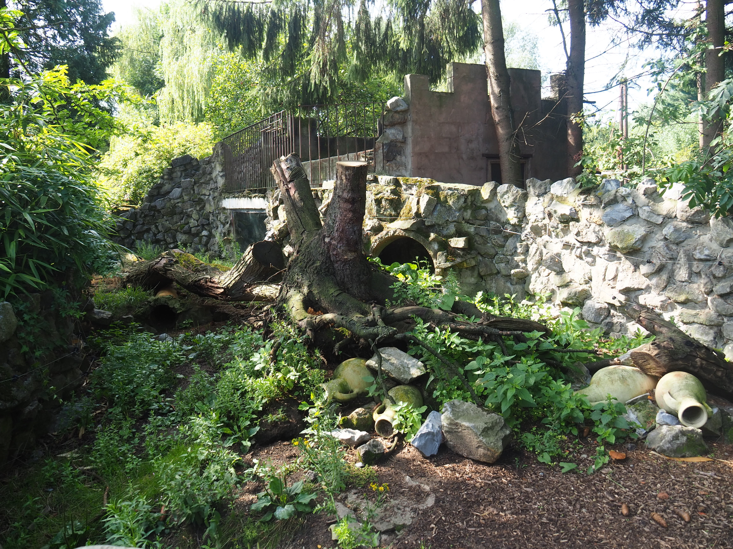 First meerkat exhibit, 2019-08-11