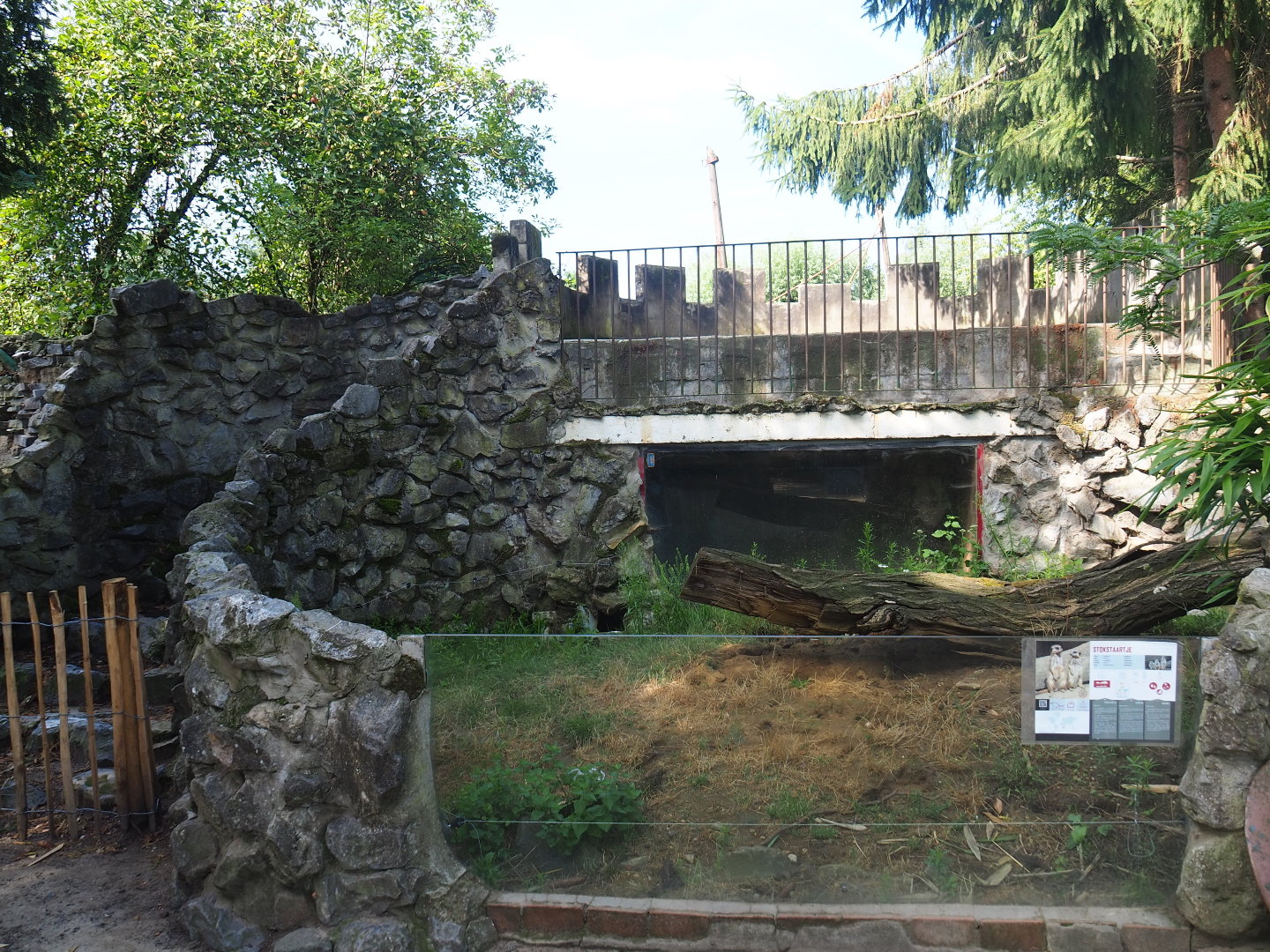 First meerkat exhibit, 2019-08-11