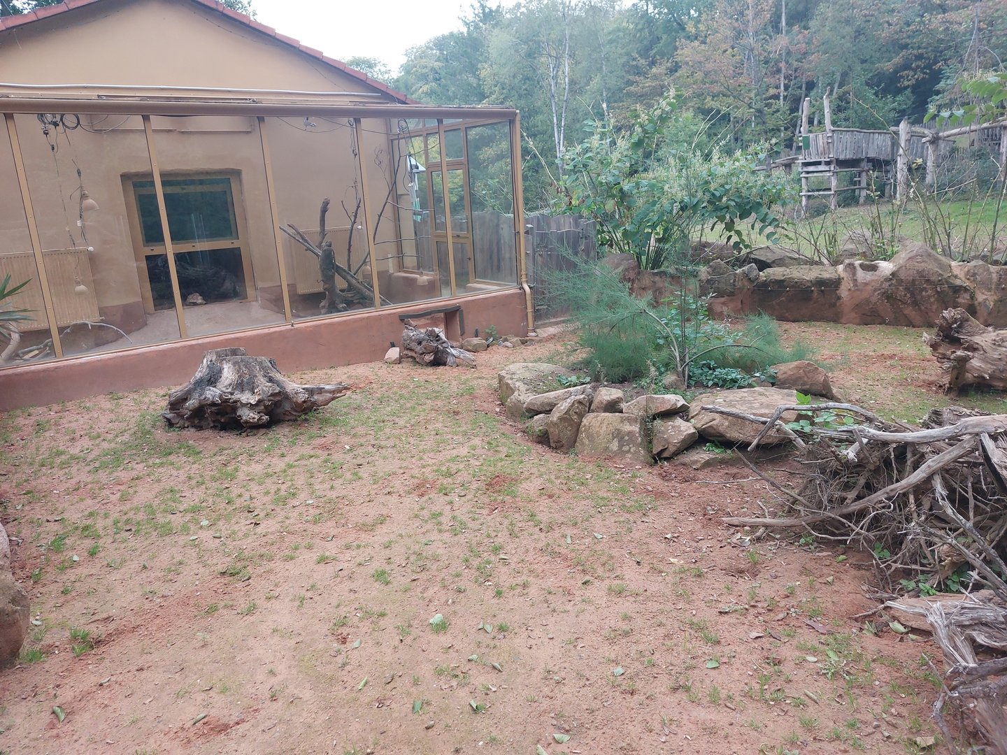 First meerkat exhibit
