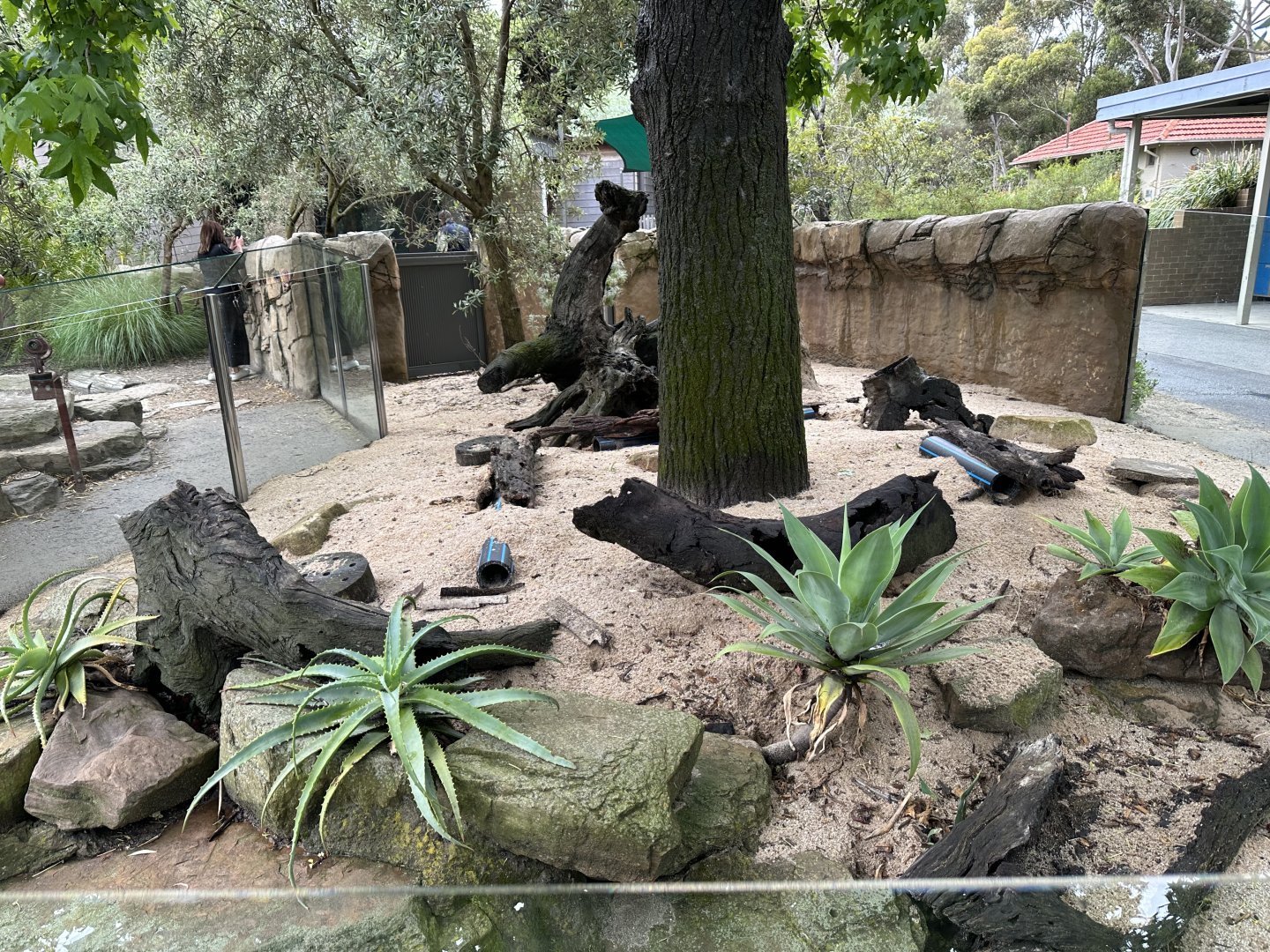First Meerkat Exhibit