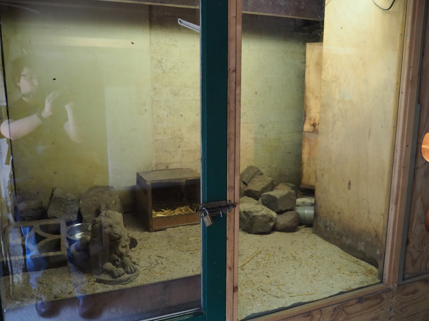 First meerkat indoor exhibit, 2019-05-25
