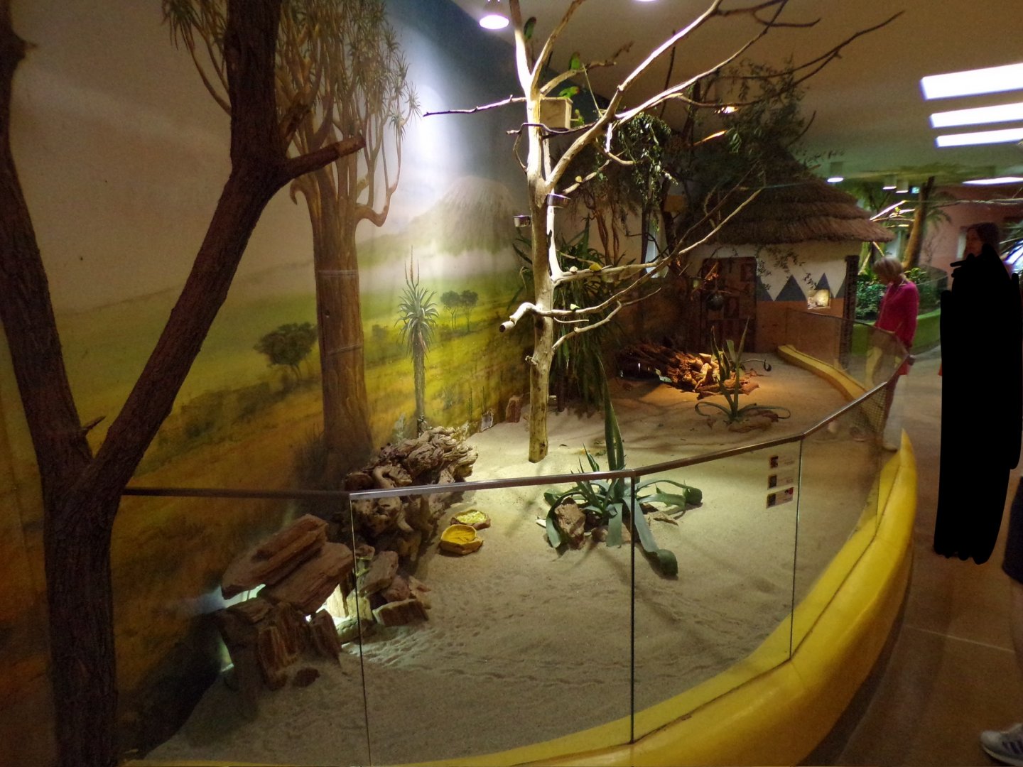 First mixed lion house enclosure 13.7.25