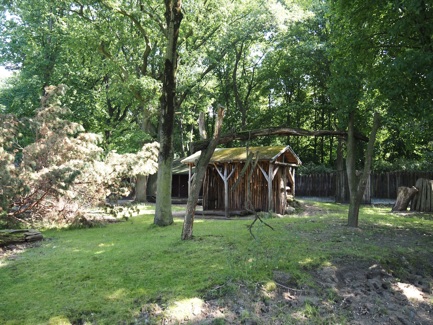 First Mountain bongo and Kirk's dik-dik paddock, 2024-06-08