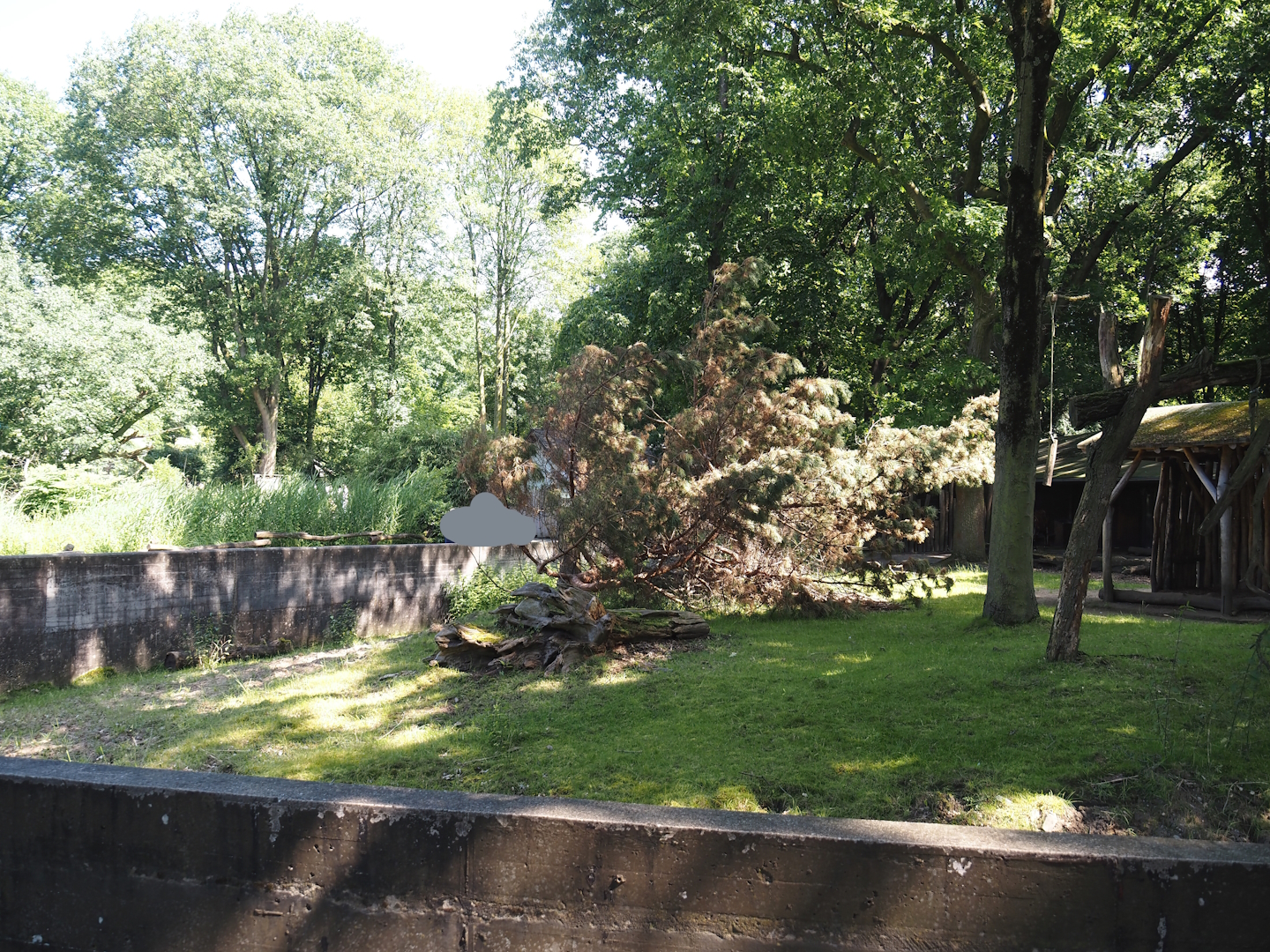 First Mountain bongo and Kirk's dik-dik paddock, 2024-06-08