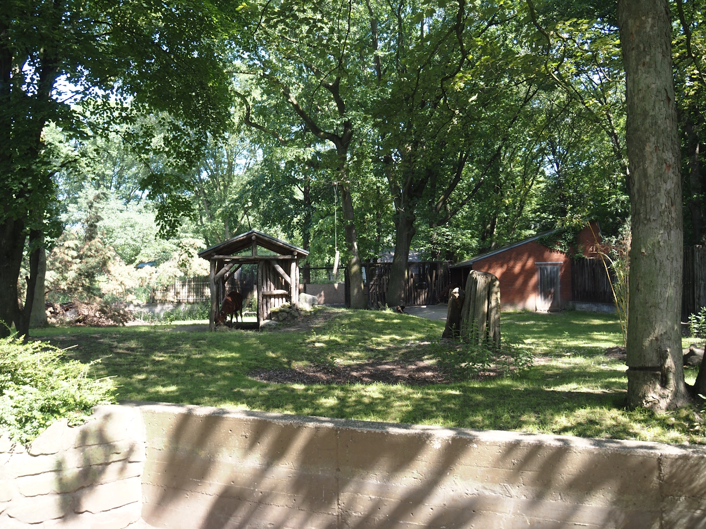 First Mountain bongo and Kirk's dik-dik paddock, 2024-06-08