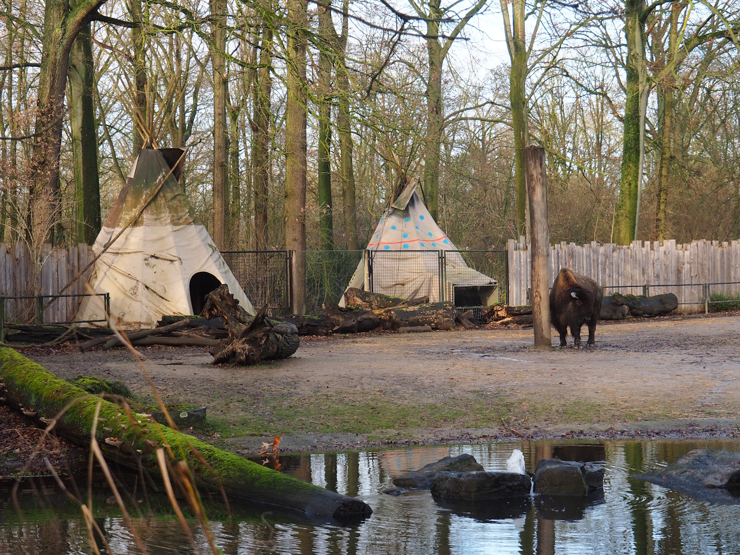 First Nations camp area and part of American Plains bison and Rocky Mountain wapiti exhibit, 2024-01-01
